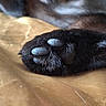 cat, paw, claws, black_cat, feline, fur, close_up, macro, animal, pet, resting, sleeping, wooden_surface, indoors, black_fur, whiskers, toes, texture, soft_lighting, relaxed