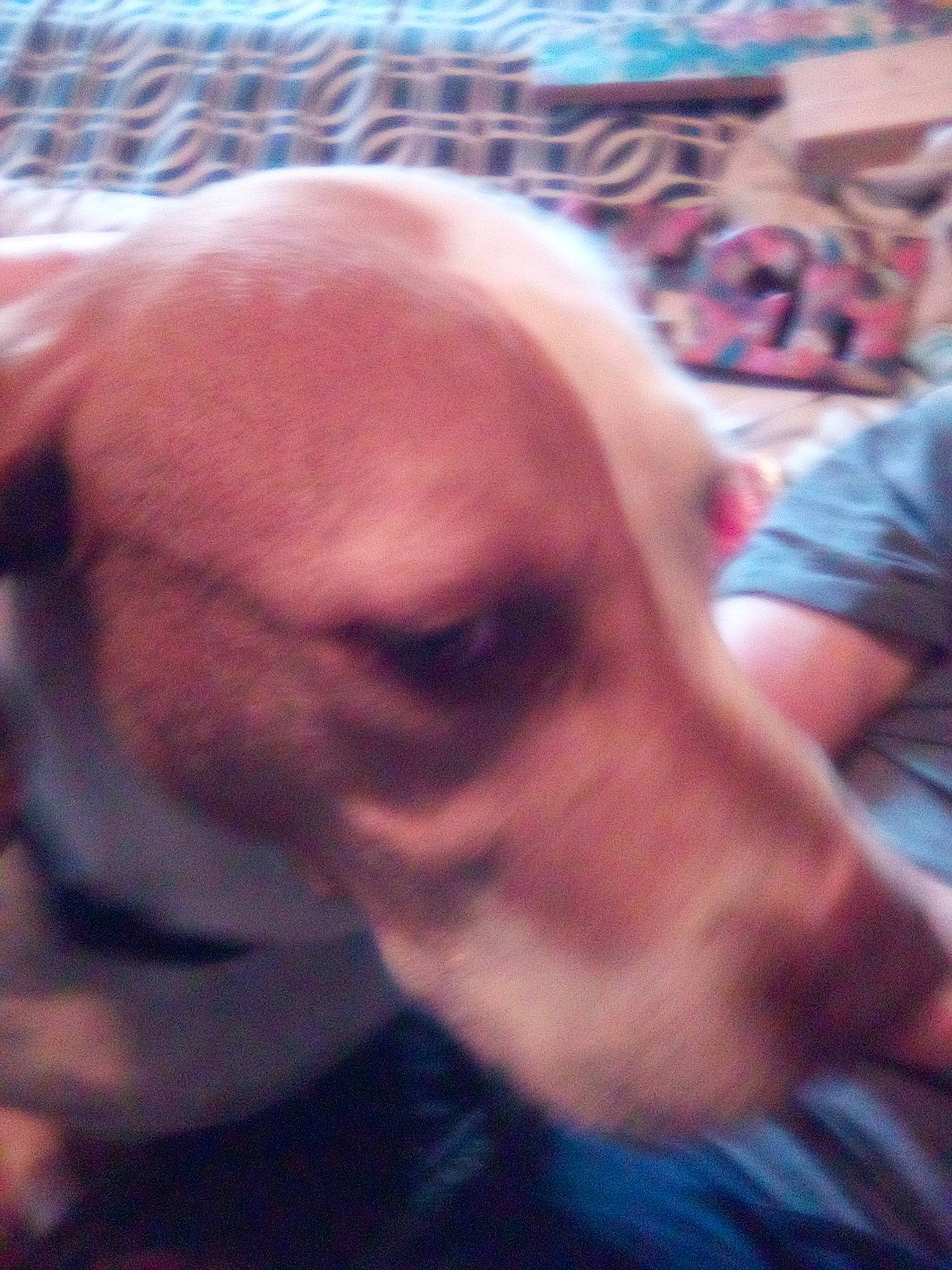 Luna joined the competition — help win amazing prizes! canidae, carnivore, companion_dog, dog, dog_breed, ear, eye, eyewear, fawn, flesh, fun, fur, jaw, selfie, snout, sporting_group, t_shirt, whiskers, working_animal