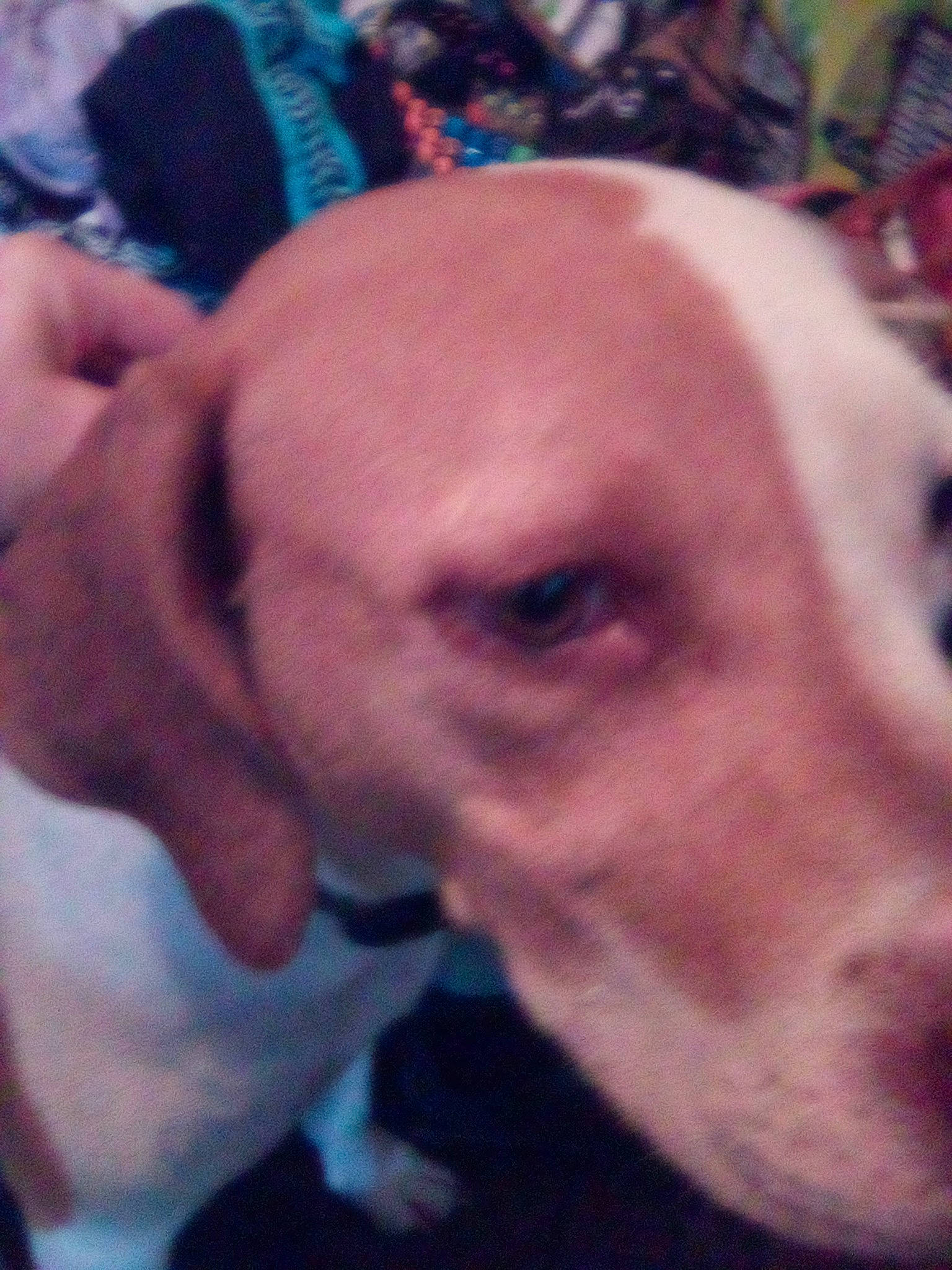 Luna joined the competition — help win amazing prizes! canidae, carnivore, companion_dog, dog, dog_breed, ear, fawn, fur, jaw, non_sporting_group, paw, snout, sporting_group, whiskers, working_animal, wrinkle