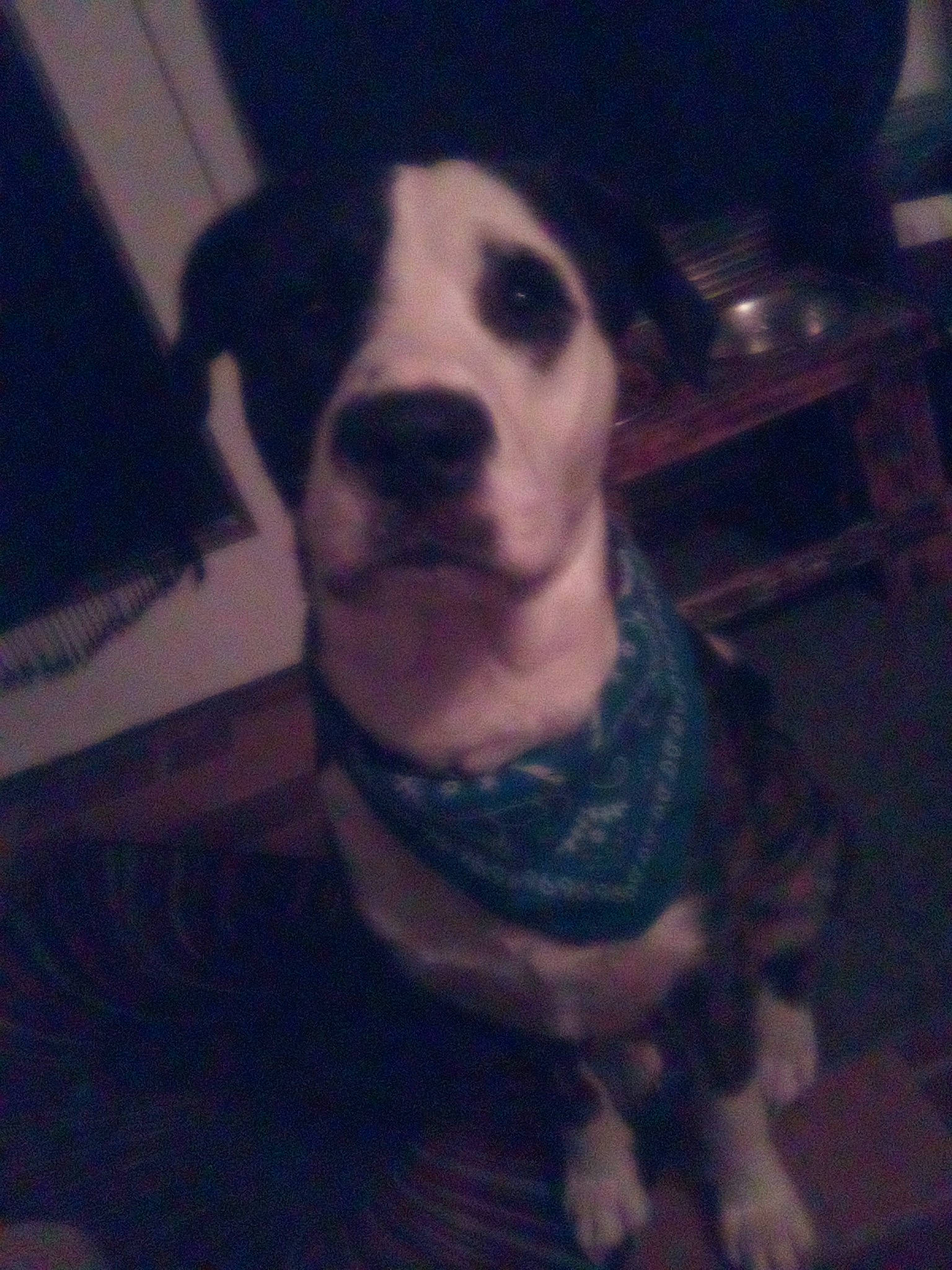 Sherman is registered to the contest to win money with this photo: canidae, carnivore, cloud, comfort, companion_dog, darkness, dog, dog_breed, fawn, fur, jaw, non_sporting_group, snout, sporting_group, square, terrestrial_animal, whiskers, working_animal