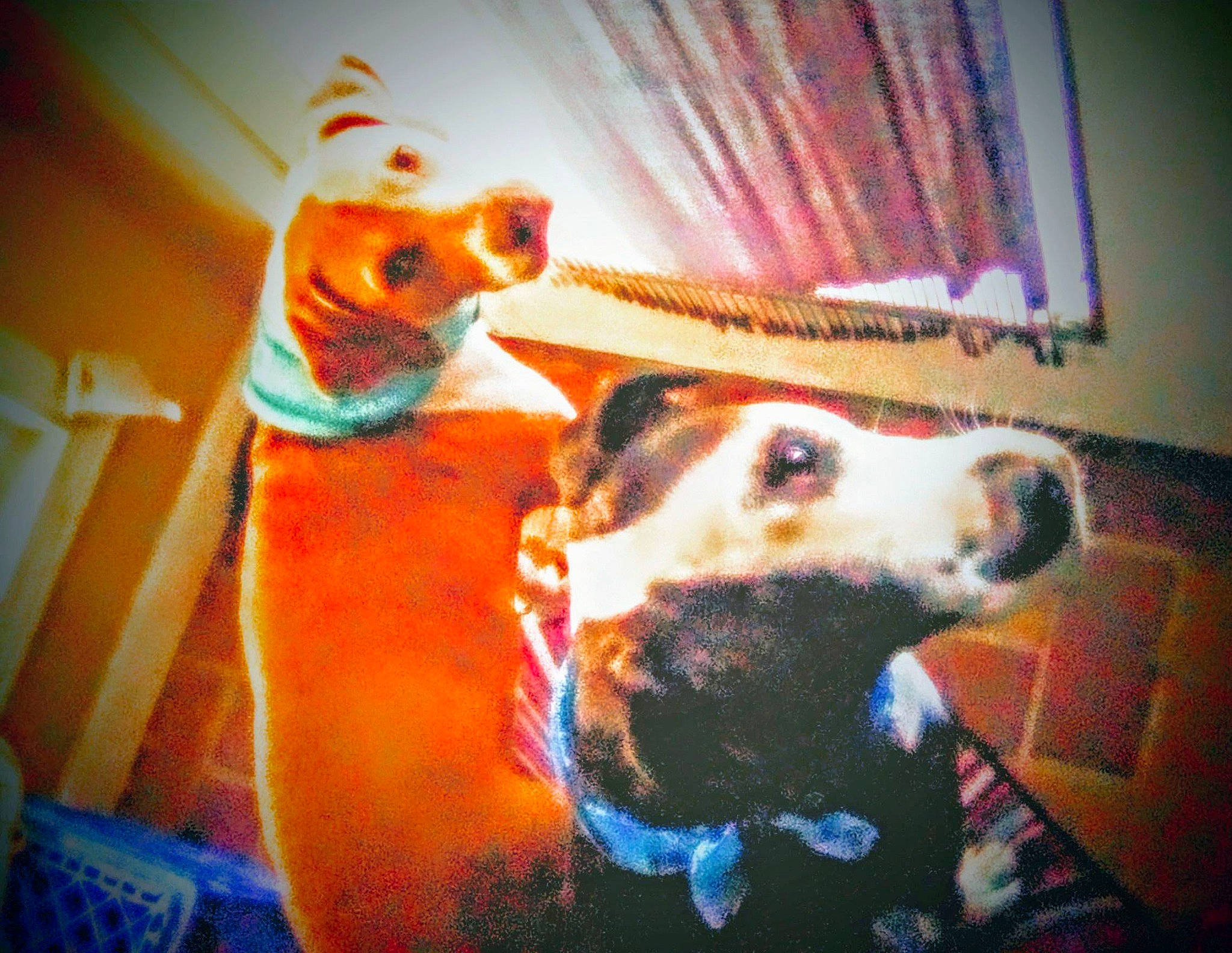 Sherman joined the competition — help win amazing prizes! art, canidae, carnivore, companion_dog, curtain, dog, dog_breed, dog_clothes, dog_collar, dog_supply, fawn, fur, picture_frame, snout, sporting_group, tail, visual_arts, whiskers, window, working_animal