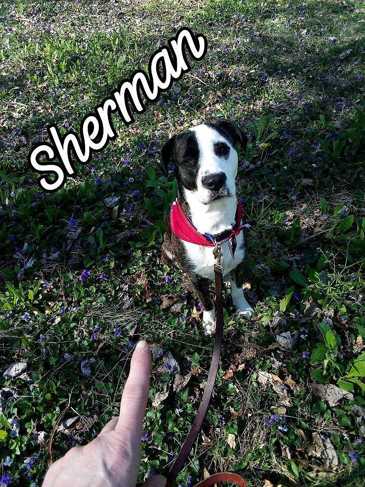Sherman