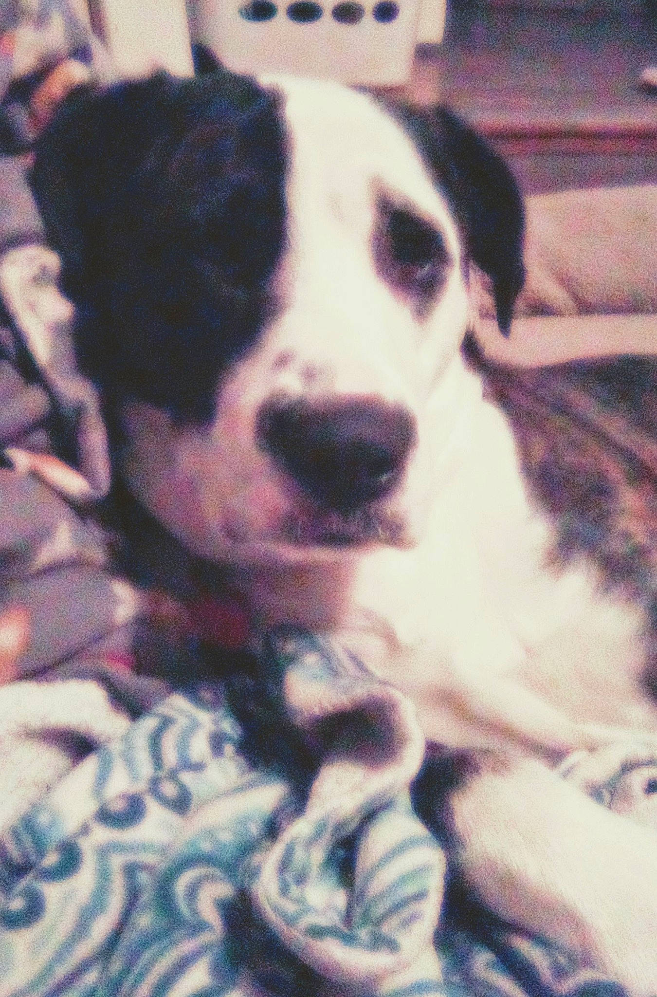 Sherman joined the competition — help win amazing prizes! canidae, carnivore, companion_dog, dalmatian, dog, dog_breed, fur, guard_dog, non_sporting_group, pattern, paw, puppy, puppy_love, snout, sporting_group, street_dog, terrestrial_animal, whiskers, working_animal, working_dog