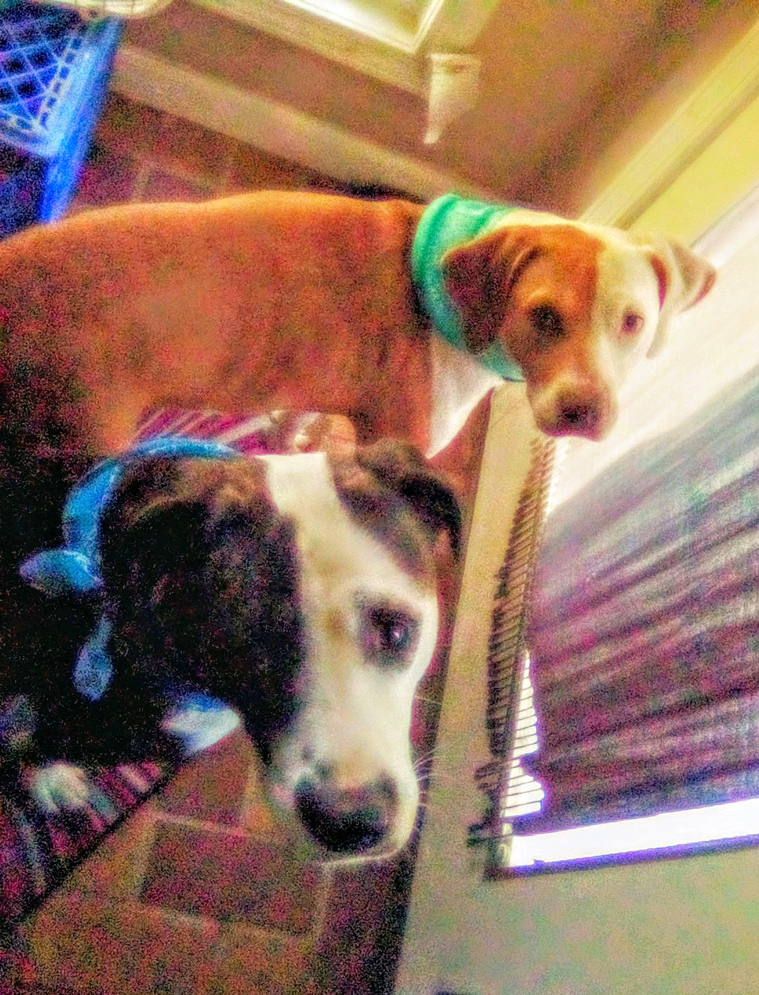 Sherman joined the competition — help win amazing prizes! canidae, carnivore, collar, comfort, companion_dog, dog, dog_bed, dog_breed, dog_supply, fawn, flooring, fur, paw, pet_supply, rectangle, scent_hound, snout, sporting_group, whiskers, working_animal