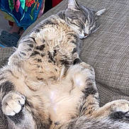 Pétoune a rejoint le concours — aidez-le/la à gagner de superbes lots ! angora, animal, architecture, armchair, building, cat, chair, couch, cushion, furniture, homedecor, indoors, interiordesign, kitten, livingroom, manx, person, pet, room, sleeping