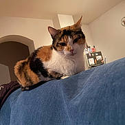 Sakura a rejoint le concours — aidez-le/la à gagner de superbes lots ! abyssinian, animal, architecture, bed, bedroom, building, cat, couch, furniture, indoors, interiordesign, kitten, livingroom, manx, pen, person, pet, room, shelf, wood