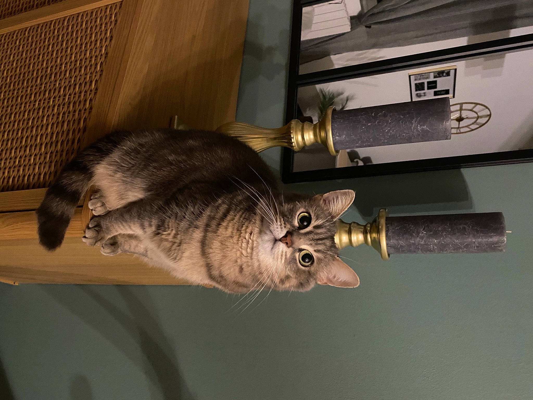 Kimi participe au concours pour gagner de l'argent avec cette photo : carnivore, claw, domestic_short_haired_cat, door_handle, felidae, fish, fur, metal, shotgun, small_to_medium_sized_cats, snout, tail, whiskers, wood