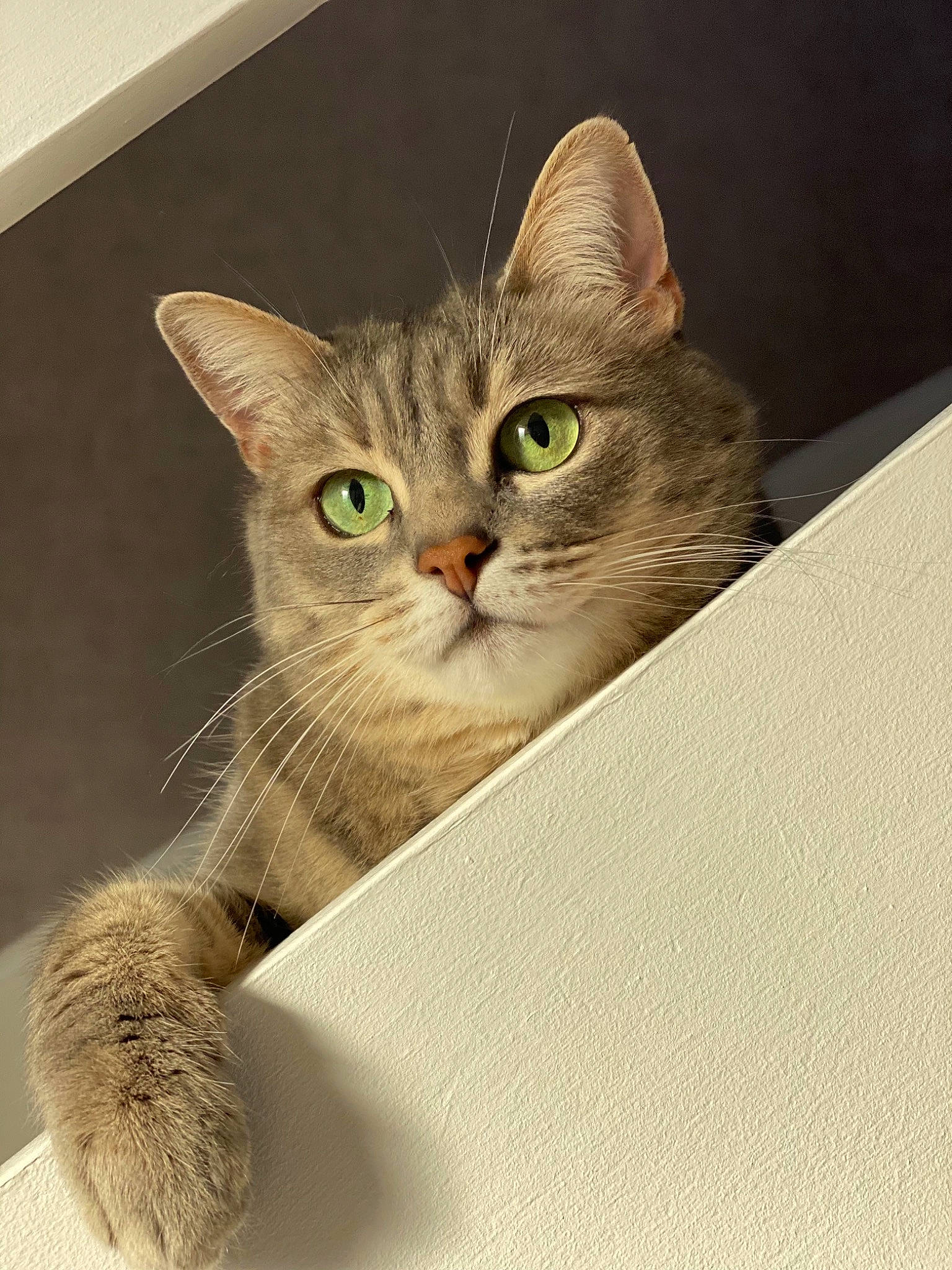 Kimi participe au concours pour gagner de l'argent avec cette photo : art, carnivore, cat, domestic_short_haired_cat, fawn, felidae, fur, iris, paw, photo_caption, small_to_medium_sized_cats, snout, tail, terrestrial_animal, whiskers