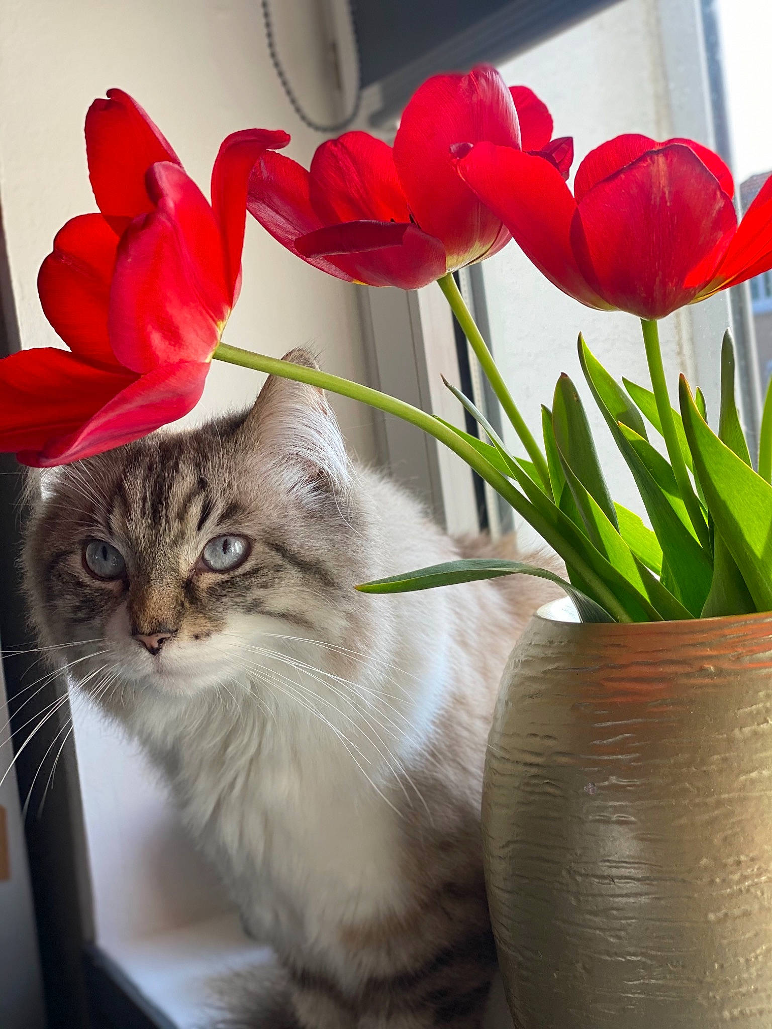 Cooki participe au concours pour gagner de l'argent avec cette photo : carnivore, cat, cut_flowers, domestic_short_haired_cat, fawn, felidae, flower, flower_arranging, flowering_plant, flowerpot, fur, grass, herbaceous_plant, houseplant, petal, plant, small_to_medium_sized_cats, snout, whiskers, window