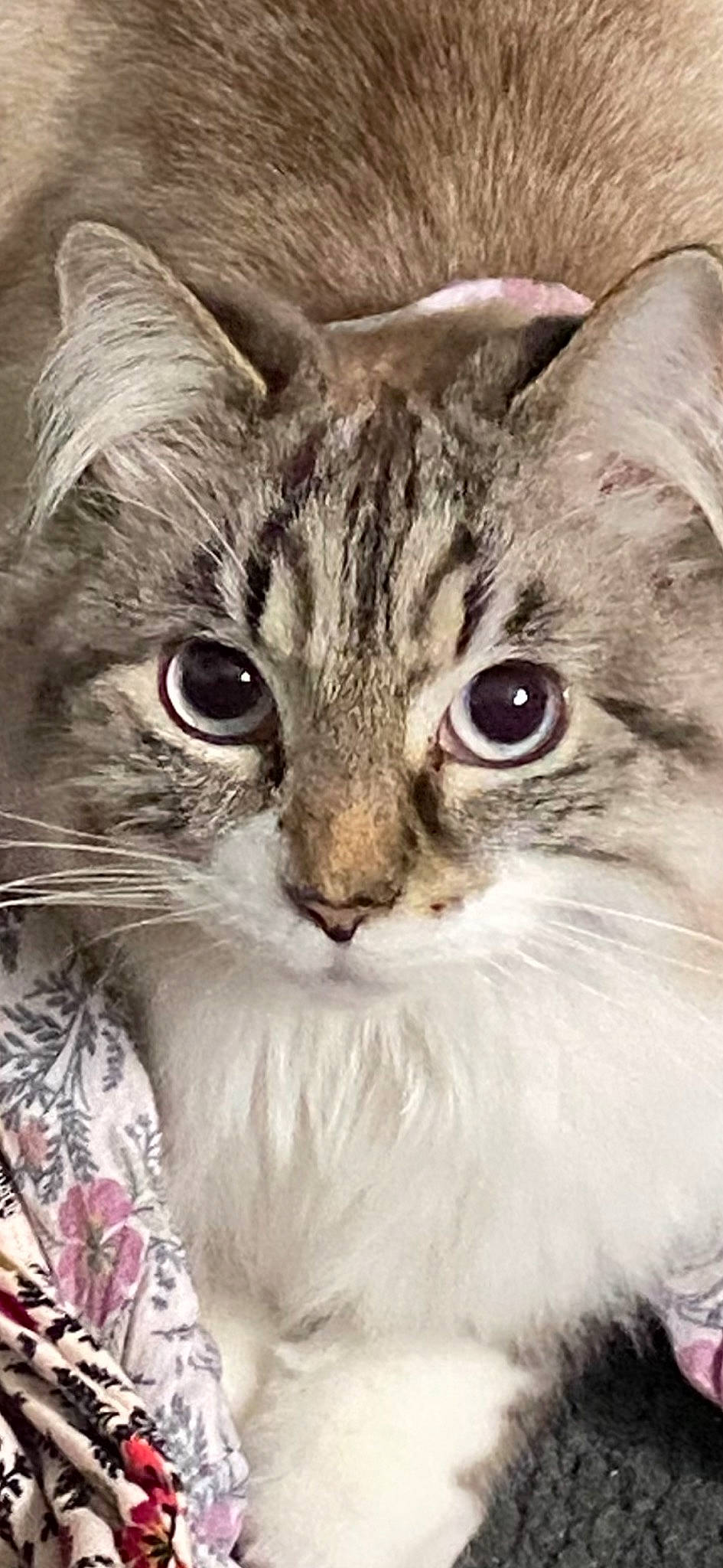 Cooki a rejoint le concours — aidez-le/la à gagner de superbes lots ! carnivore, cat, domestic_short_haired_cat, fawn, felidae, fur, gesture, grass, paw, plant, small_to_medium_sized_cats, snout, terrestrial_animal, whiskers, window