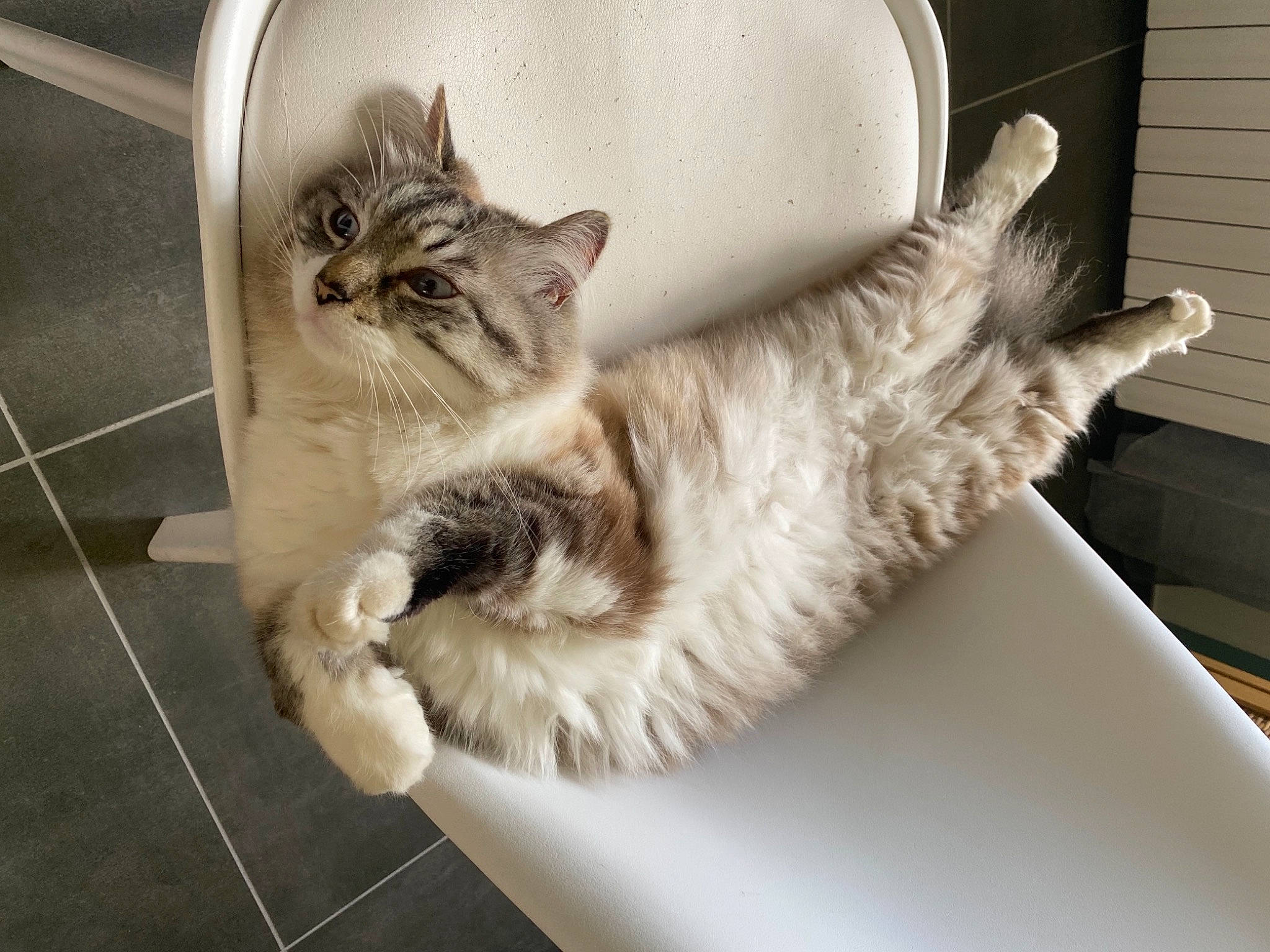 Cooki a rejoint le concours — aidez-le/la à gagner de superbes lots ! carnivore, cat, claw, comfort, couch, domestic_short_haired_cat, felidae, flooring, fur, grey, mammal, metal, nap, paw, sitting, small_to_medium_sized_cats, snout, tail, tile_flooring, whiskers