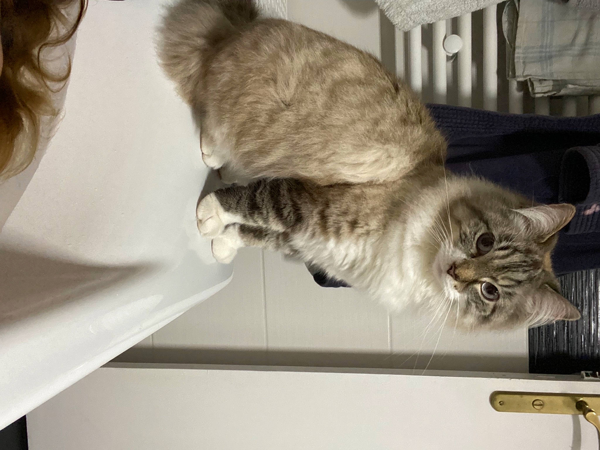 Cooki a rejoint le concours — aidez-le/la à gagner de superbes lots ! carnivore, cat, claw, comfort, domestic_short_haired_cat, felidae, fur, paw, room, small_to_medium_sized_cats, snout, tail, vehicle, whiskers