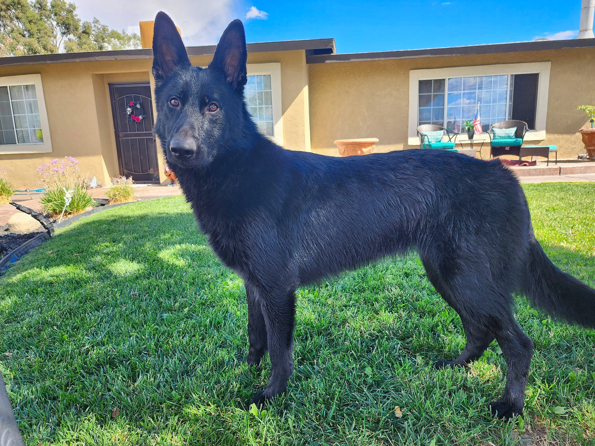 Midnight Star joined the competition — help win amazing prizes! canidae, carnivore, collar, companion_dog, dog, dog_breed, dog_collar, electric_blue, grass, houseplant, non_sporting_group, plant, sky, snout, sporting_group, tail, terrestrial_animal, tree, window, working_dog