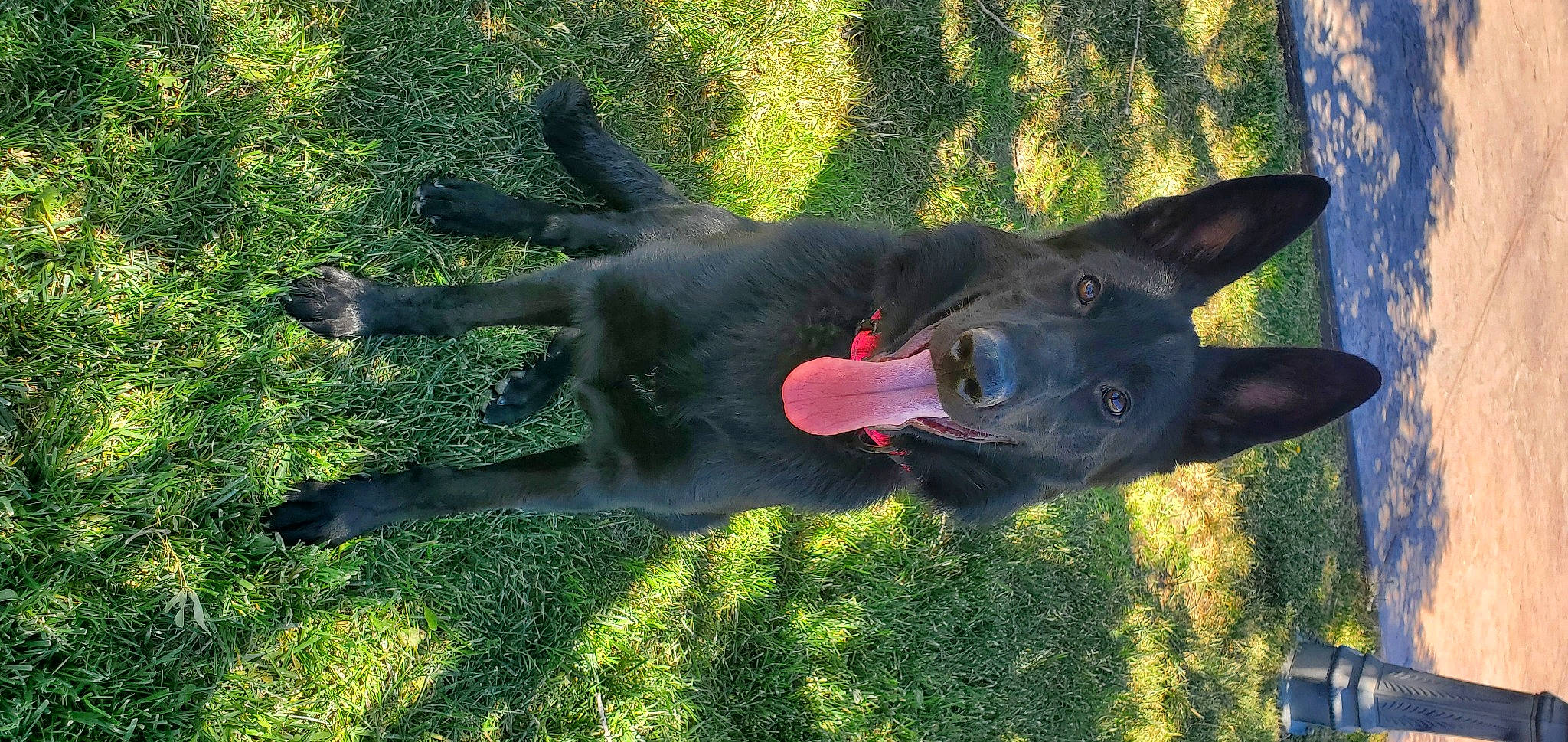 Midnight Star joined the competition — help win amazing prizes! canidae, carnivore, companion_dog, dog, dog_breed, fawn, grass, guard_dog, non_sporting_group, plant, shadow, snout, sporting_group, tail, terrestrial_animal, tree, working_animal, working_dog