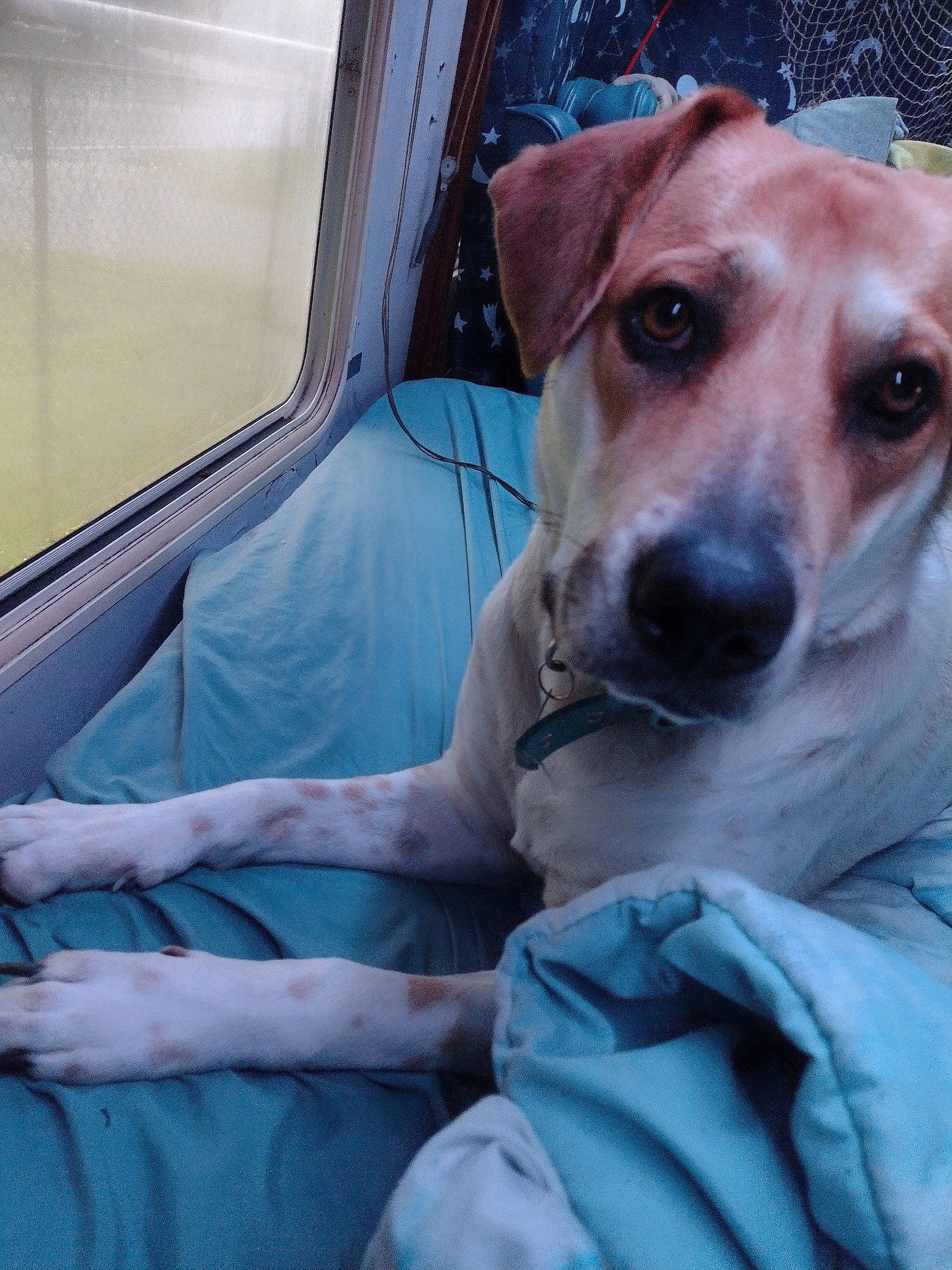 Autumn is registered to the contest to win money with this photo: automotive_window_part, canidae, carnivore, collar, comfort, companion_dog, dog, dog_breed, dog_collar, electric_blue, family_car, fawn, guard_dog, sighthound, sporting_group, vehicle_door, whiskers, window, windshield, working_animal