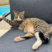 Saphir a rejoint le concours — aidez-le/la à gagner de superbes lots ! animal, cat, chair, daylight, feline, garden, gray_fabric, outdoor, paw, pet, pink_paw_pads, pool, relaxed, resting, stretching, striped, summer, tabby_cat, whiskers, wooden_deck