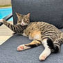 animal, cat, chair, daylight, feline, garden, gray_fabric, outdoor, paw, pet, pink_paw_pads, pool, relaxed, resting, stretching, striped, summer, tabby_cat, whiskers, wooden_deck