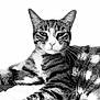 animal, black_and_white, cat, closeup, cute, domestic_animal, ears, face, feline, fur, indoor, laying_down, mammal, nose, pet, portrait, relaxed, striped, tabby, whiskers
