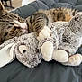 Saphir participe au concours pour gagner de l'argent avec cette photo : animal, bed, blanket, bunny, cat, closeup, cozy, cuddling, cute, feline, fur, indoor, paw, pet, plush_toy, relaxed, sleepy, soft, stuffed_animal, tabby_cat