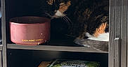 Ramona is registered to the contest to win money with this photo: cat, calico_cat, shelf, books, bowl, sunlight, shadow, wooden_furniture, cozy, indoor, home, decor, animal, pet, resting, stack_of_books, reading_material, quiet, still_life, calm