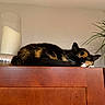 cat, calico, sleeping, wooden_cabinet, candle, glass_holder, plant, indoor, cozy, fur, resting, pet, animal, quiet, home, furniture, relaxation, domestic, cute, peaceful
