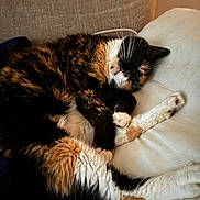 Ramona joined the competition — help win amazing prizes! cat, calico_cat, sleeping, pillow, couch, indoor, pet, fur, whiskers, closeup, relaxing, cozy, nap, animal, mammal, resting, soft_texture, feline, domestic_animal, warm_light