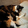 cat, calico_cat, sleeping, pillow, couch, indoor, pet, fur, whiskers, closeup, relaxing, cozy, nap, animal, mammal, resting, soft_texture, feline, domestic_animal, warm_light