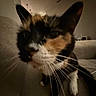 cat, calico_cat, close_up, whiskers, ears, couch, indoor, pet, feline, fur, animal, curious, home, cozy, dim_lighting, blurred, face, front_paw, sitting, domestic_cat