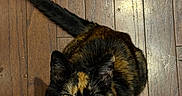 Ramona joined the competition — help win amazing prizes! animal, calico_cat, calm, cat, companion, curious, cute, domestic_cat, feline, fur, indoor, looking_up, mammal, pet, quiet, sitting, tail, whiskers, wood_floor, yellow_eyes