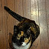 cat, calico_cat, wood_floor, pet, animal, curious, feline, yellow_eyes, whiskers, sitting, domestic_cat, indoor, fur, tail, cute, looking_up, mammal, calm, quiet, companion