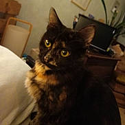 Vanille a rejoint le concours — aidez-le/la à gagner de superbes lots ! animal, cat, computer, computerhardware, couch, desk, electronics, furniture, hardware, kitten, laptop, manx, monitor, pc, pet, plant, pottedplant, screen, table, tv