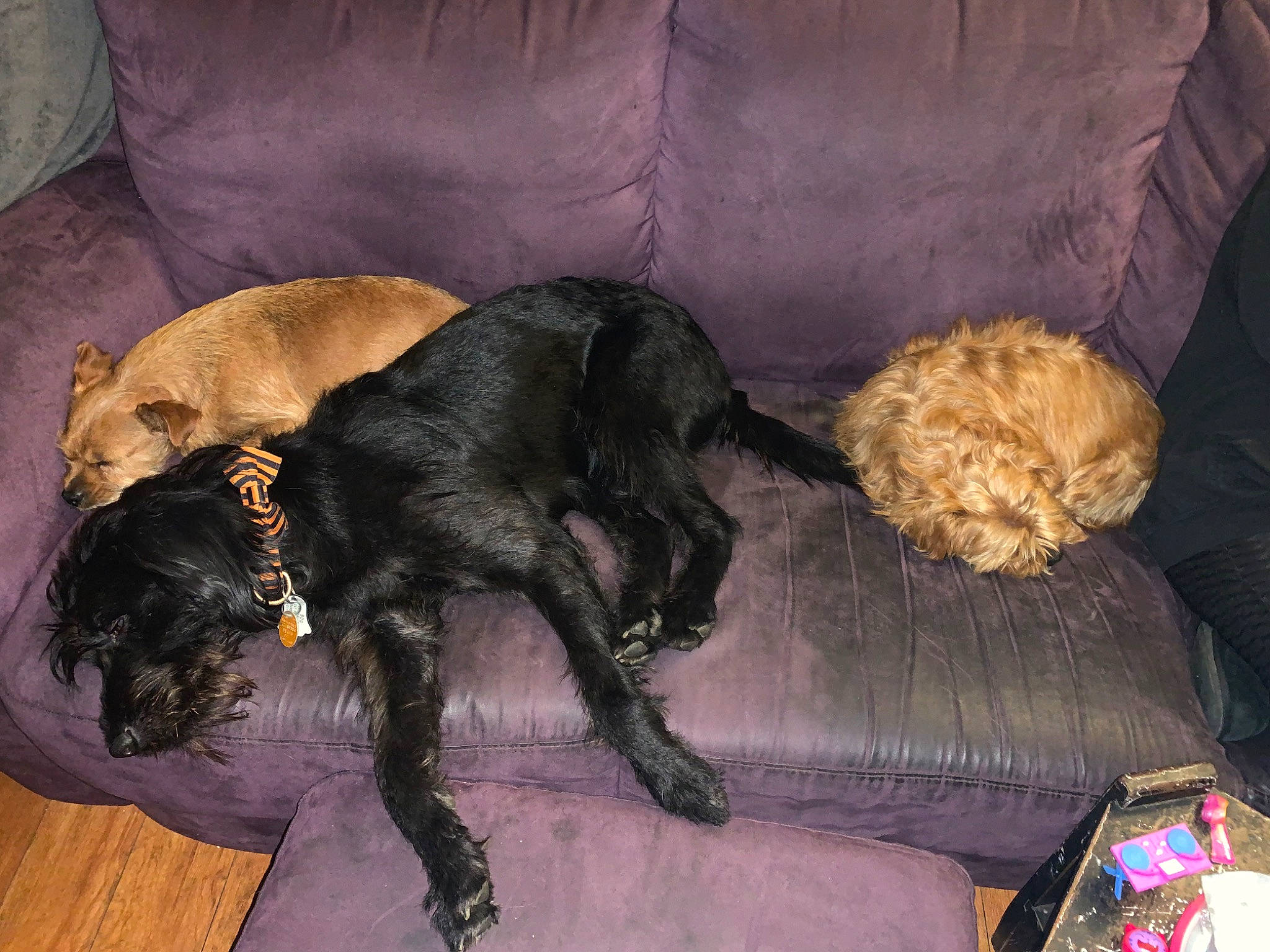 Boo is registered to the contest to win money with this photo: canidae, carnivore, claw, comfort, companion_dog, couch, dog, dog_breed, fawn, fur, guard_dog, liver, nap, non_sporting_group, sporting_group, studio_couch, tail, terrestrial_animal, working_animal