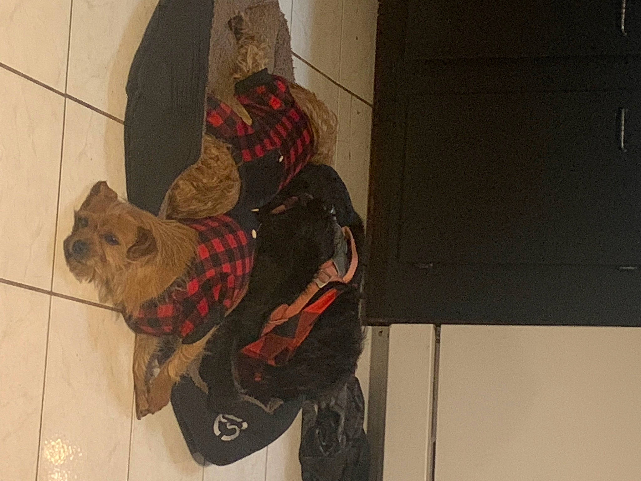 Boo joined the competition — help win amazing prizes! art, carmine, concrete, fictional_character, flooring, fur, illustration, painting, pattern, personal_protective_equipment, room, sporting_group, tail, visual_arts, window