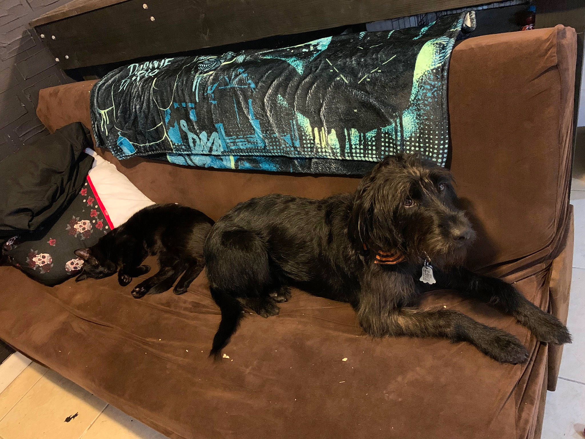 Boo is registered to the contest to win money with this photo: canidae, carnivore, chair, comfort, companion_dog, couch, dog, dog_breed, dog_supply, felidae, flooring, fur, guard_dog, gun_dog, liver, pet_supply, sporting_group, studio_couch, tail, working_animal