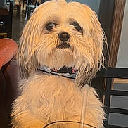 Coconuts is registered to the contest to win money with this photo: dog, white_dog, fluffy, table, glass, straw, orange_slice, lemon_slice, restaurant, chair, dining_table, indoor, pet, fur, collar, beverage, food, wall_mirror, human_arm, casual