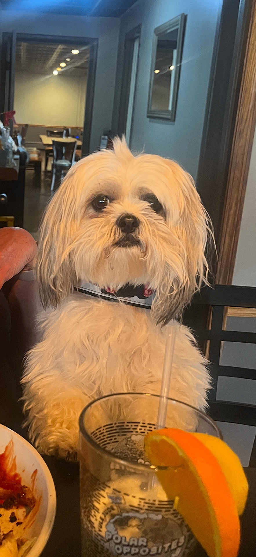 Coconuts is registered to the contest to win money with this photo: dog, white_dog, fluffy, table, glass, straw, orange_slice, lemon_slice, restaurant, chair, dining_table, indoor, pet, fur, collar, beverage, food, wall_mirror, human_arm, casual