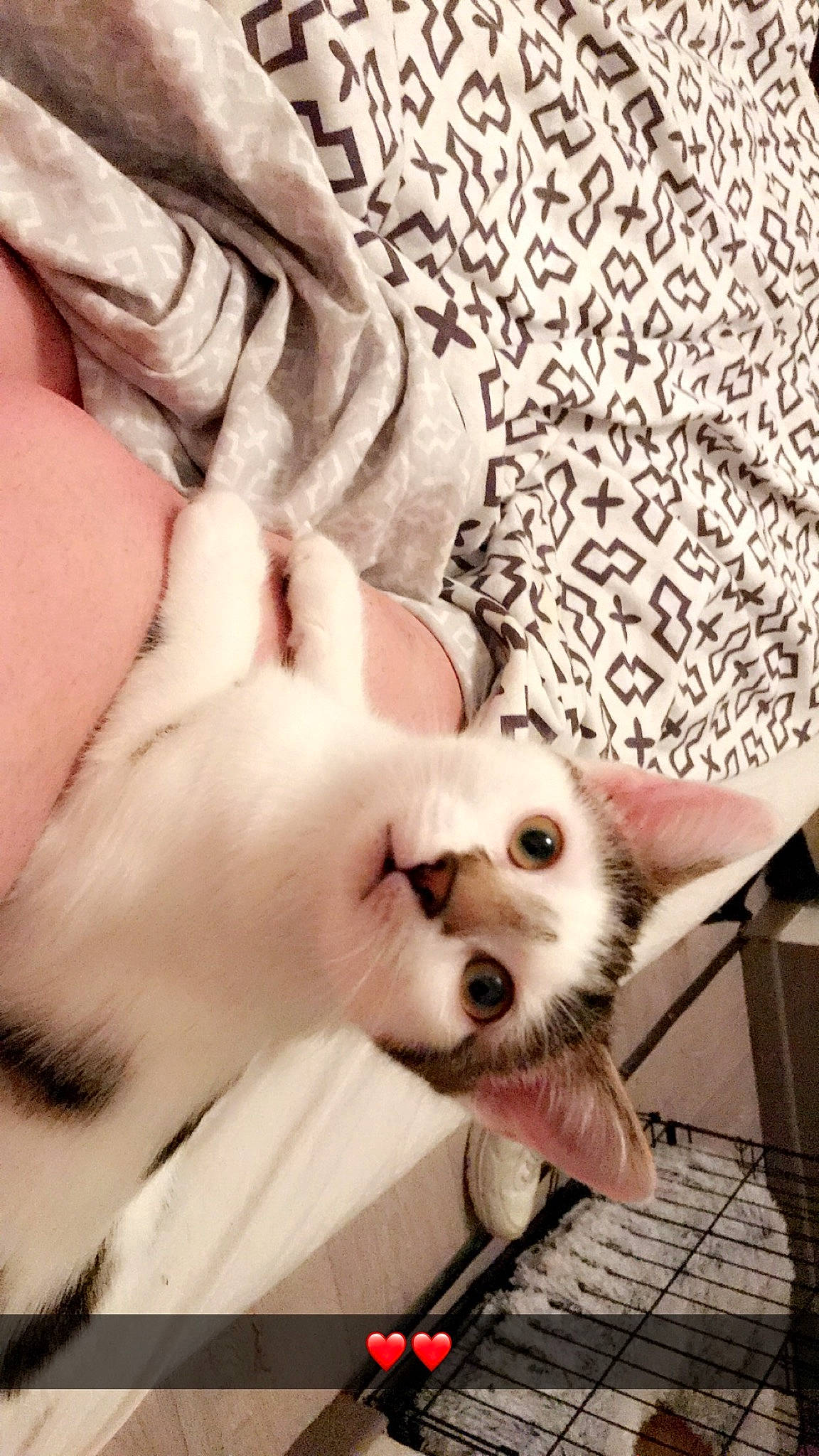 Pumba a rejoint le concours — aidez-le/la à gagner de superbes lots ! bichon, canidae, carnivore, companion_dog, dog, dog_breed, maltese, mammal, mouth, non_sporting_group, nose, pomeranian, puppy, puppy_love, shih_tzu, sporting_group, toy_dog