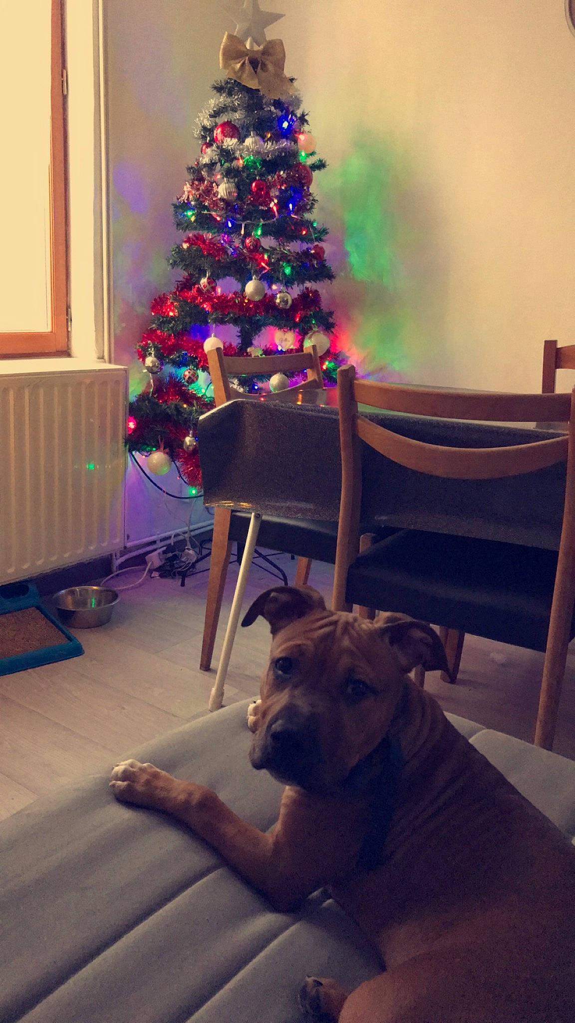 Prince a rejoint le concours — aidez-le/la à gagner de superbes lots ! american_pit_bull_terrier, canidae, carnivore, christmas, christmas_decoration, christmas_eve, christmas_ornament, christmas_tree, dog, dog_breed, fawn, guard_dog, holiday, interior_design, non_sporting_group, pit_bull, sporting_group, tree, weimaraner, window