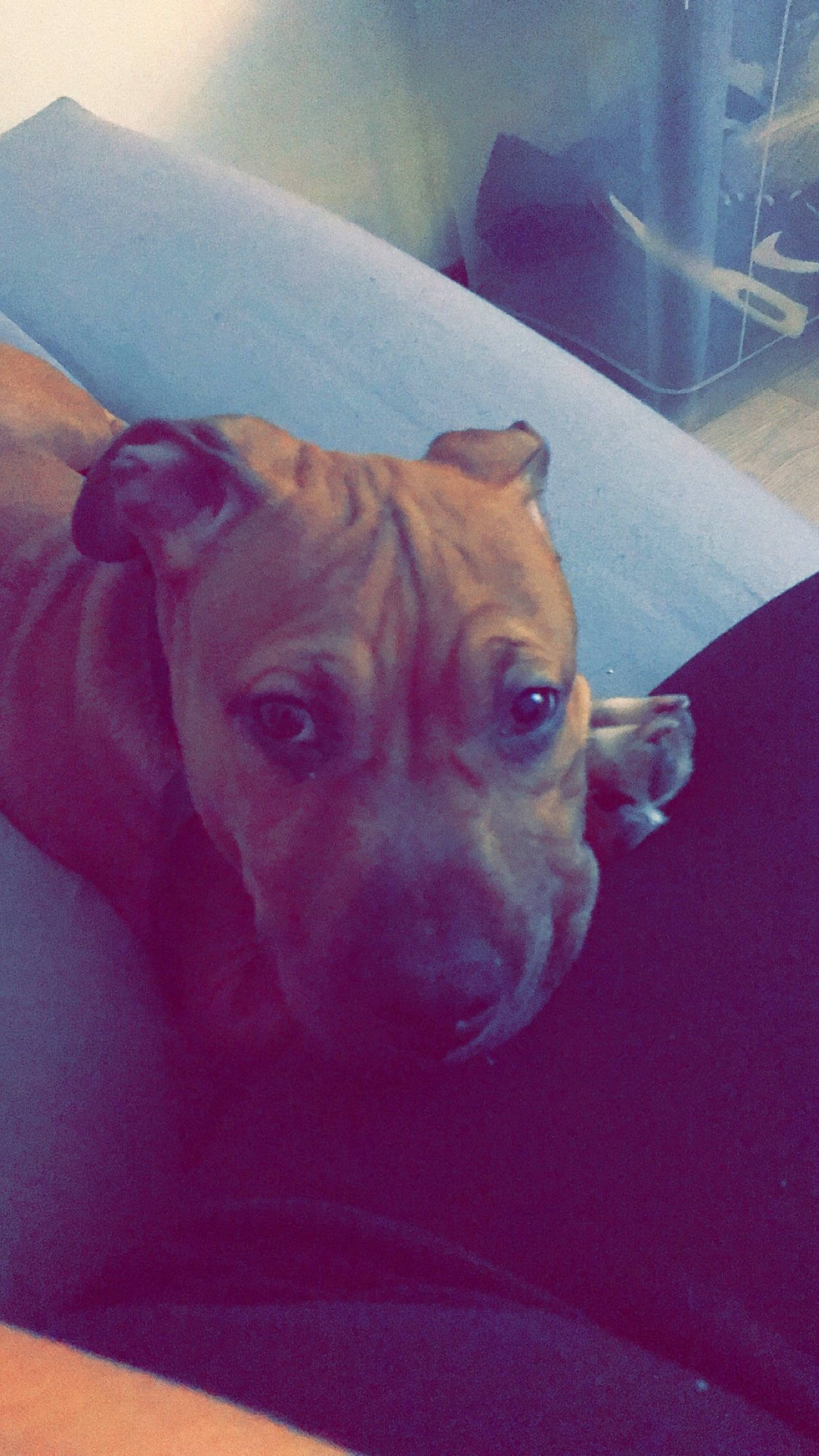 Prince participe au concours pour gagner de l'argent avec cette photo : american_pit_bull_terrier, american_staffordshire_terrier, boxer, canidae, carnivore, companion_dog, dog, dog_breed, ear, fawn, non_sporting_group, pit_bull, puppy, snout, staffordshire_bull_terrier