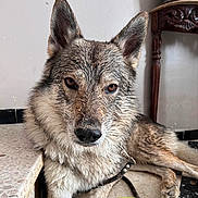 Vlk participe au concours pour gagner de l'argent avec cette photo : dog, muddy, floor, indoor, pet, canine, leash, resting, closeup, ears, fur, brown_eyes, snout, table, tile, animal, domestic, looking_at_camera, portrait, calm