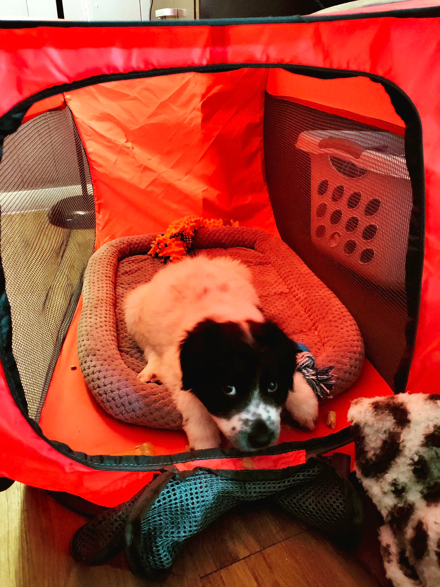 Satan is registered to the contest to win money with this photo: bag, canidae, carnivore, chair, comfort, companion_dog, couch, dog, dog_breed, dog_supply, fawn, fur, linens, pattern, pet_supply, snout, sporting_group, terrestrial_animal, toy_dog, working_animal