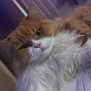 Pudge joined the competition — help win amazing prizes! amber_eyes, bedding, cat, close_up, cozy, domestic_cat, fluffy, fur_texture, indoor, long_fur, orange_cat, paw, pet, pink_nose, portrait, relaxed, sleepy, striped_sheet, whiskers, white_fur