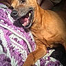 animal, blanket, brown_dog, casual_clothing, close_up, cozy, dog, fur, happy, indoor, knitted_blanket, lying_down, paw, person_partial, pet, purple, relaxed, smiling, tongue_out, white