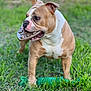 Minnie joined the competition — help win amazing prizes! dog, bulldog, pet, animal, grass, outdoor, toy, brown, white, playing, cute, muscular, canine, nature, fun, daylight, green, rope_toy, chewing, alert