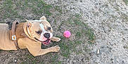 Minnie is registered to the contest to win money with this photo: dog, bulldog, brown_harness, pink_ball, grass, dirt, outdoor, pet, animal, playful, canine, tongue_out, happy, laying_down, ground, nature, summer, daylight, closeup, friendly