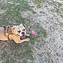 dog, bulldog, brown_harness, pink_ball, grass, dirt, outdoor, pet, animal, playful, canine, tongue_out, happy, laying_down, ground, nature, summer, daylight, closeup, friendly
