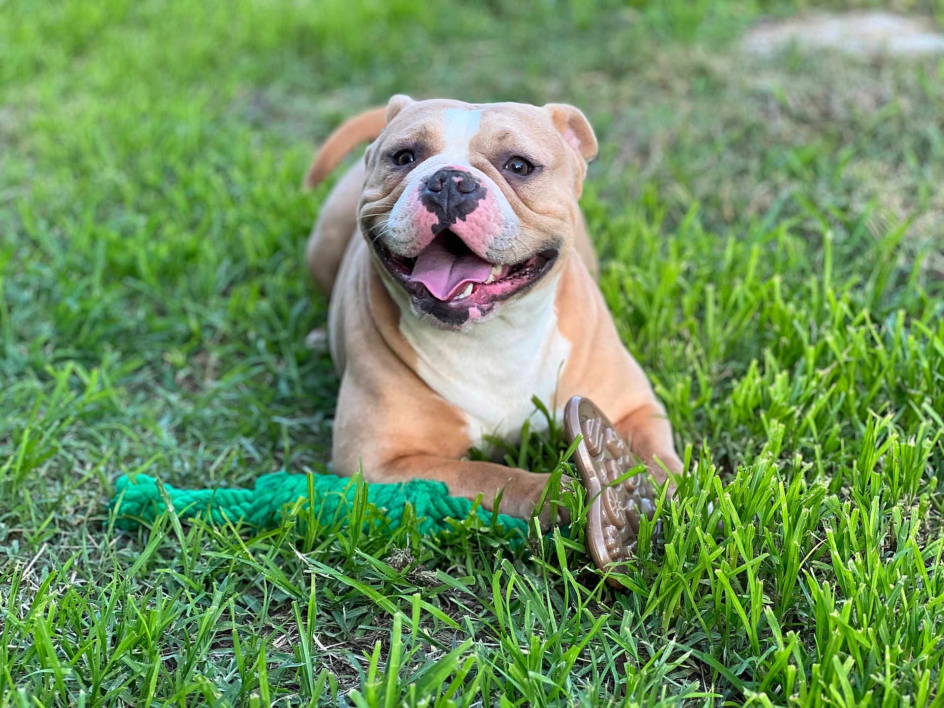 Minnie is registered to the contest to win money with this photo: dog, grass, toy, rope_toy, chewing, happy, outdoor, pet, canine, smiling, brown, white, playful, animal, nature, closeup, laying, tongue_out, summer, daytime