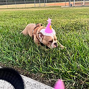 Minnie joined the competition — help win amazing prizes! dog, party_hat, grass, outdoor, park, birthday, celebration, pet, canine, brown_dog, fenced_field, bench, trees, evening, sidewalk, leash, cute, resting, animal, playground