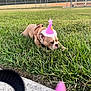 dog, party_hat, grass, outdoor, park, birthday, celebration, pet, canine, brown_dog, fenced_field, bench, trees, evening, sidewalk, leash, cute, resting, animal, playground