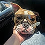 Minnie is registered to the contest to win money with this photo: dog, sunglasses, hand, car_interior, sunlight, closeup, pet, brown_and_white, canine, resting, face, cute, companion, leisure, portrait, shadow, seat, relaxed, animal, human_hand